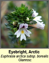 eyebright, arctic