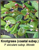 knotgrass,common subsp