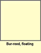 bur-reed,floating (rsheisc chaol)