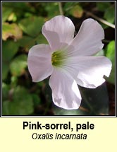 pink-sorrel,pale 