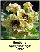 henbane (gafann)