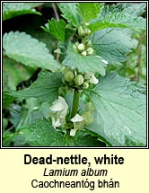 dead-nettle,white (caochneantóg bhán)
