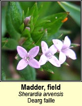 madder,field (dearg faille)