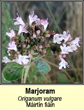 marjoram (mirtn fiin)