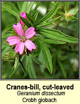 cranesbill, cut-leaved (crobh giobach)