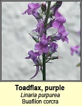 toadflax,purple (buaflíon corcra)