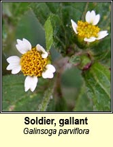 soldier,gallant