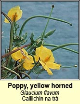poppy,yellow horned (caillichín na trá)