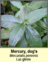 mercury,dogs (lus glinne)
