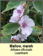 mallow,marsh (leamhach)