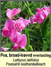 pea,broad-leaved everlasting