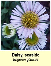 daisy,seaside