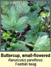 buttercup,small-flowered (fearbn beag)