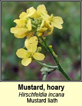 mustard,hoary (mustard liath)
