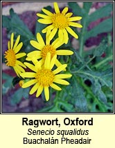 ragwort,oxford (Buachalán Pheadair)