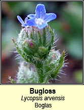 bugloss (boglas)