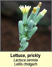 lettuce,prickly (leitís cholgach)