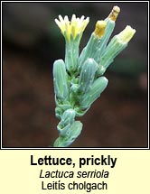 lettuce,prickly