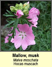 mallow,musk (hocas muscach)