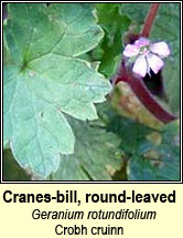 cranesbill,round-leaved (crobh cruinn)