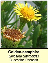 golden-samphire (ailleann pheadair)