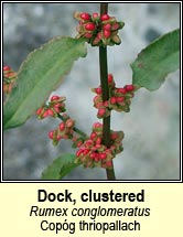 dock,clustered (copg thriopallach)