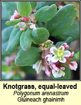 knotgrass,equal-leaved (glúineach ghainimh)