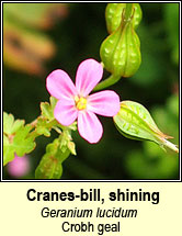 cranesbill,shining (crobh geal)
