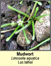 mudwort (lus latha)