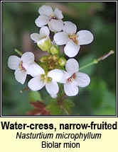 water-cress,narrow-fruited (biolar mion)