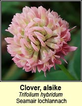 clover,alsike (seamair lochlannach)