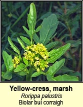 yellow-cress,marsh (biolar buí corraigh)