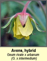 avens,hybrid