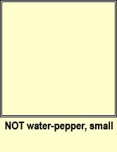 water-pepper,small (biorphiobar beag)