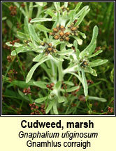 cudweed,marsh (lianthlus)