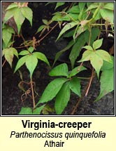 virginia-creeper (Athair)