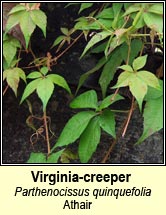 virginia creeper