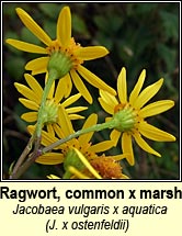 ragwort,hybrid