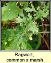 ragwort,common x marsh