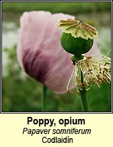 poppy,opium (codlaidín)