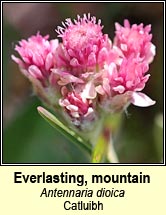 everlasting,mountain (catluibh)
