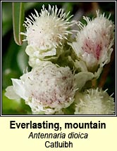 everlasting,mountain (catluibh)