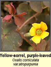 yellow-sorrel,purple-leaved