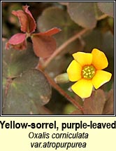 yellow-sorrel,procumbent