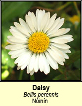 daisy (nóinín)