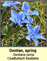 gentian,spring (Ceadharlach Bealtaine)