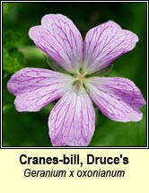 cranesbill,Druces