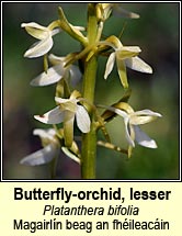 orchid,lesser butterfly (magairlín beag an fhéileacáin)