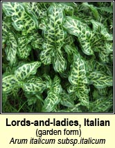 lords-and-ladies,italian (cluas chaoin)