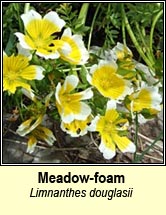 meadow-foam